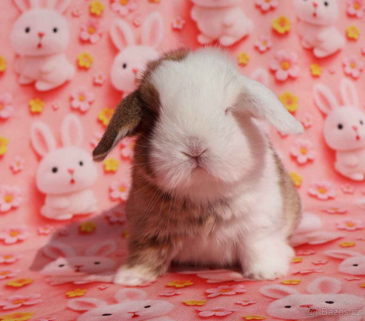 Modrooký zakrslý beránek sameček NHD . - 4