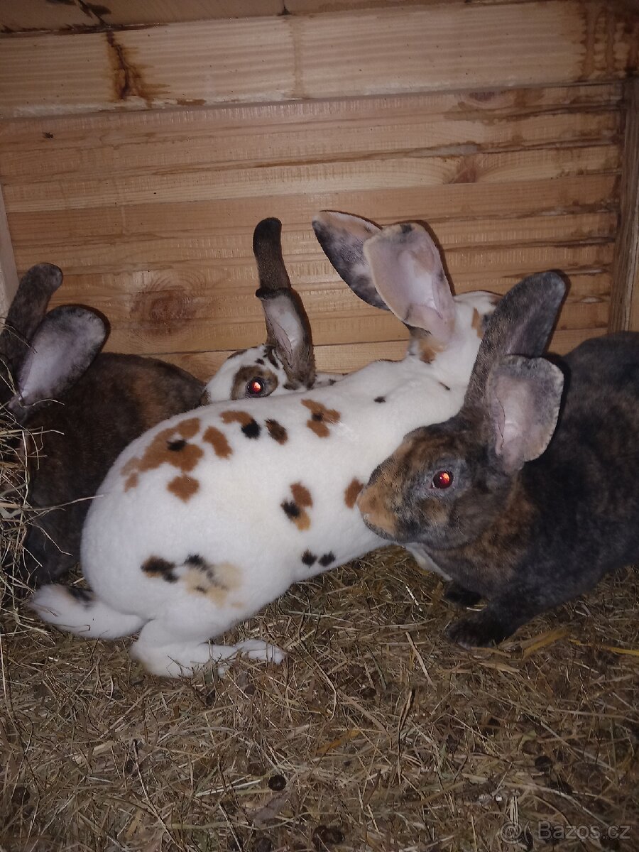 Kralik - Rex, samice,samci - 4