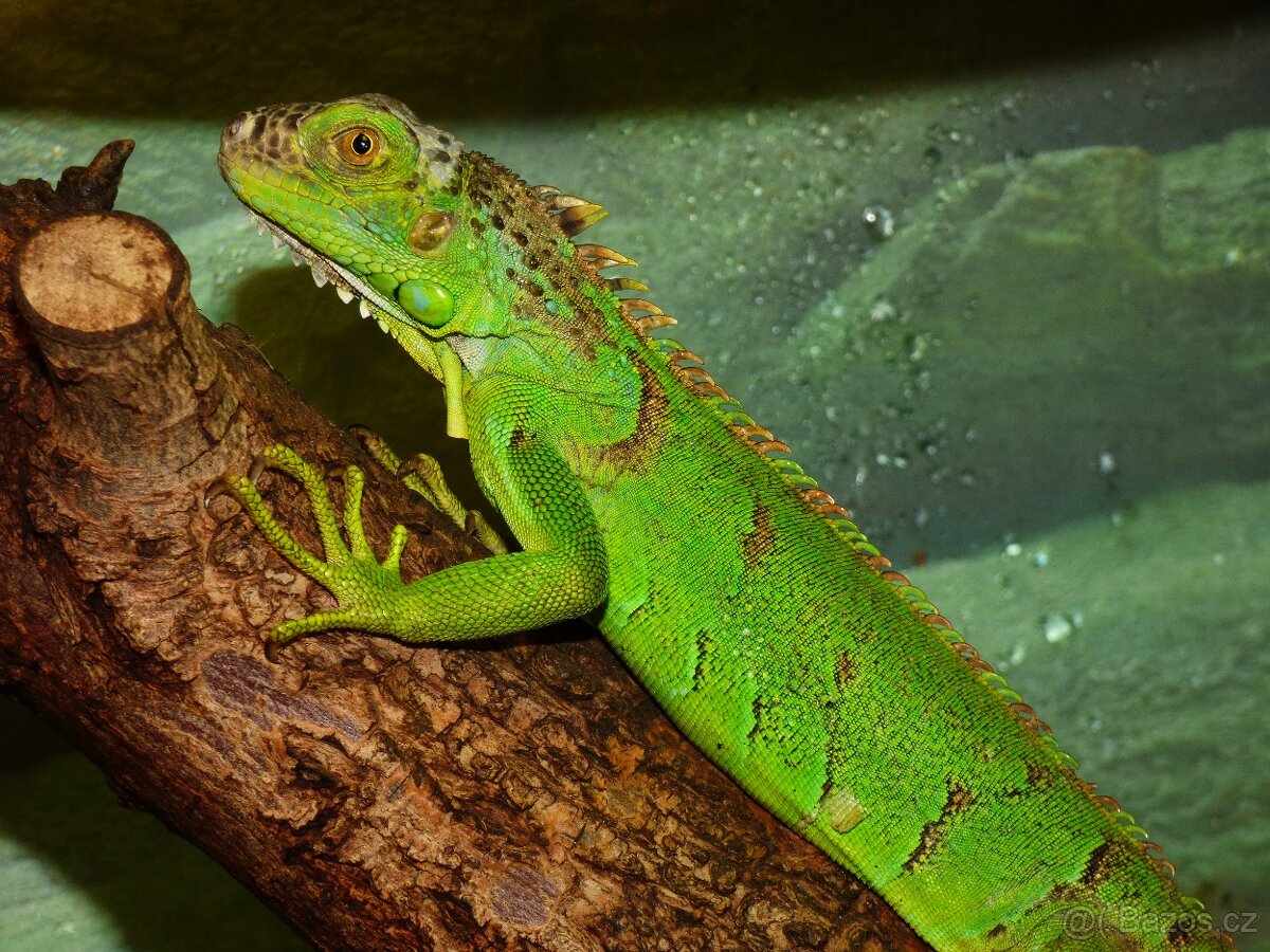 Leguán zelený (Iguana iguana) - 4