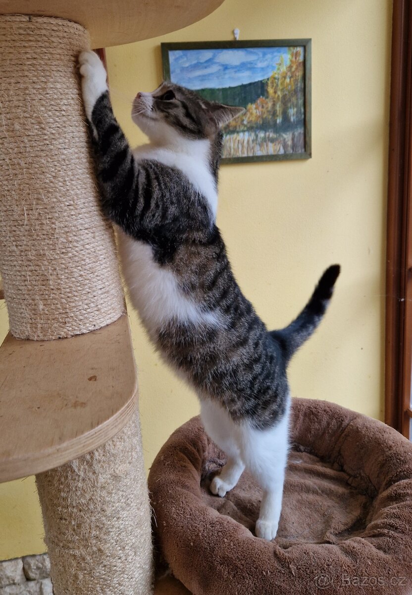 Kocourek Šimonek hledá domov - 4