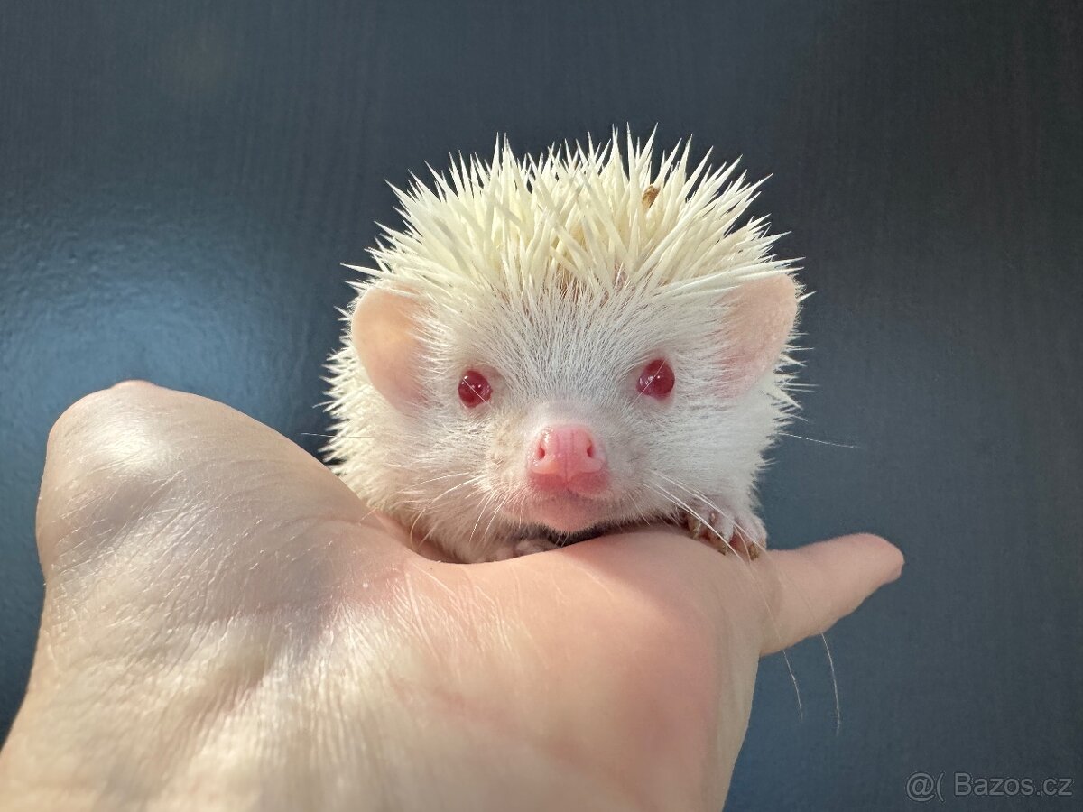 Africký pygmy ježek s PP - 4