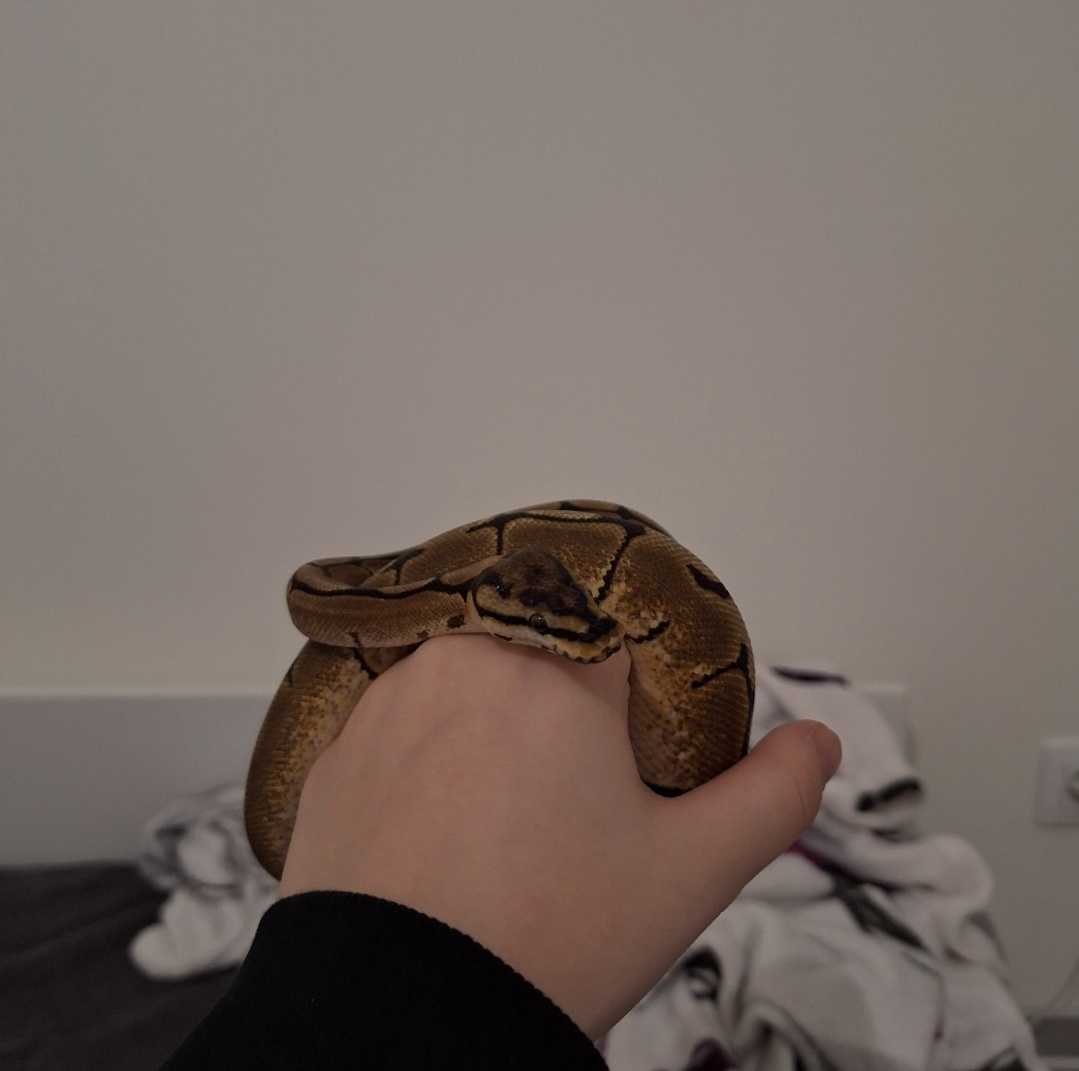 Krajta královská samička - 4