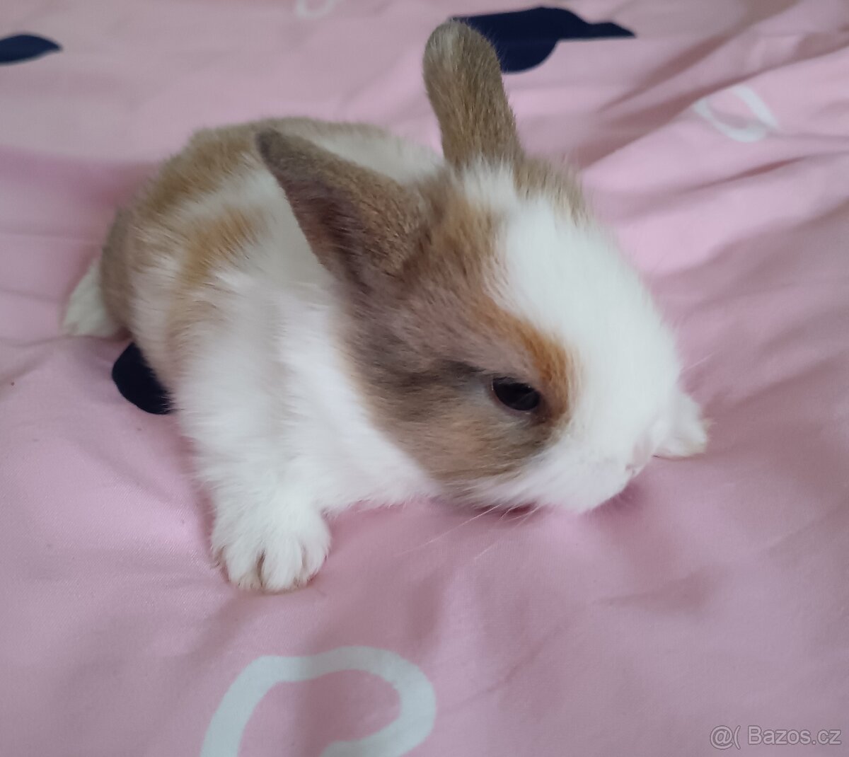 Zakrslý králík - 4