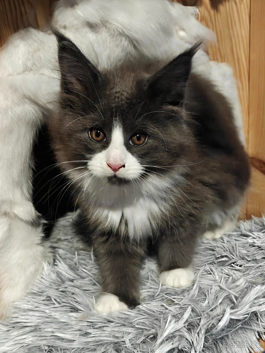 Mainská mývalí koťátka s PP - 4