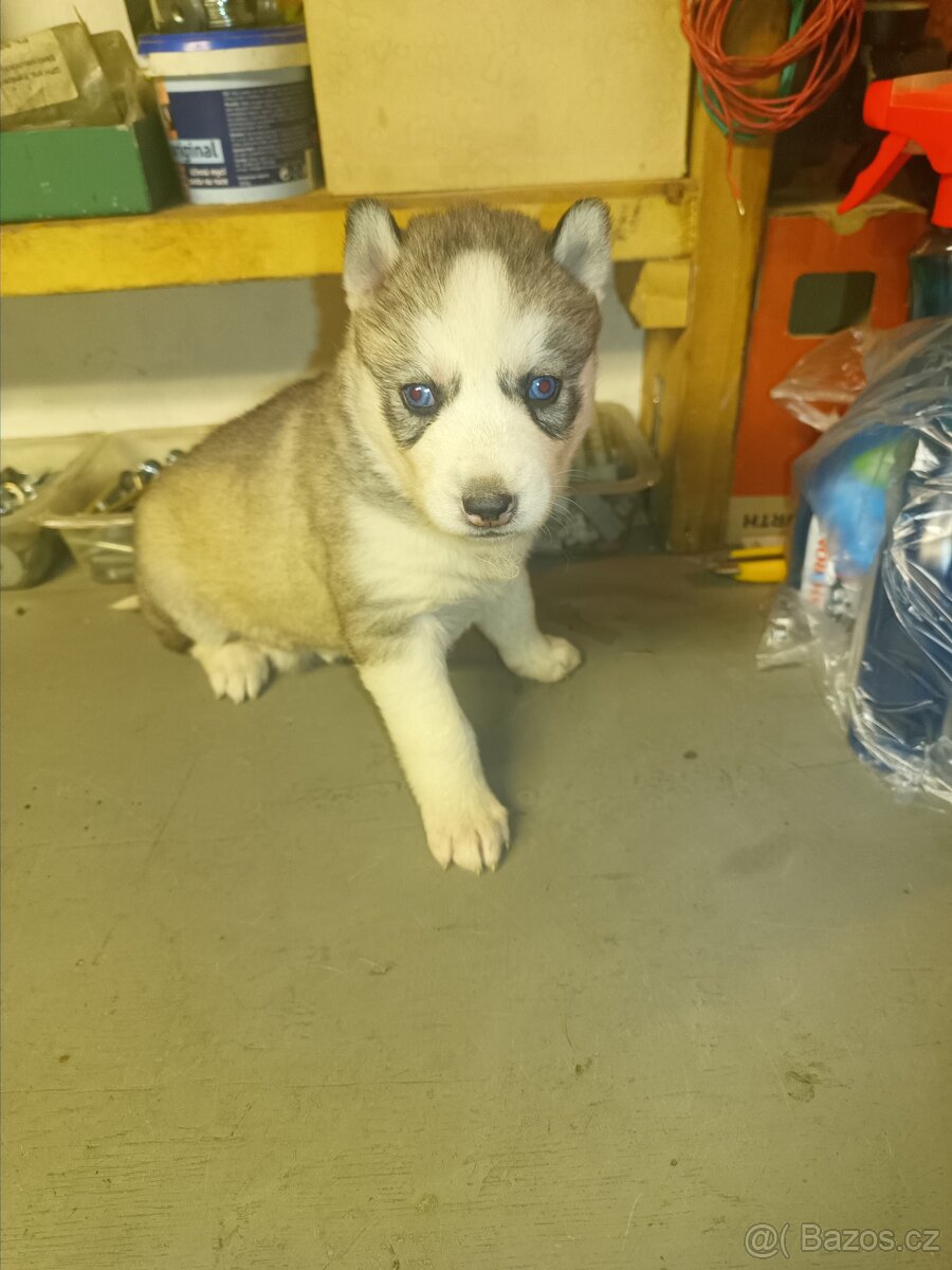 Sibiřský husky - 4