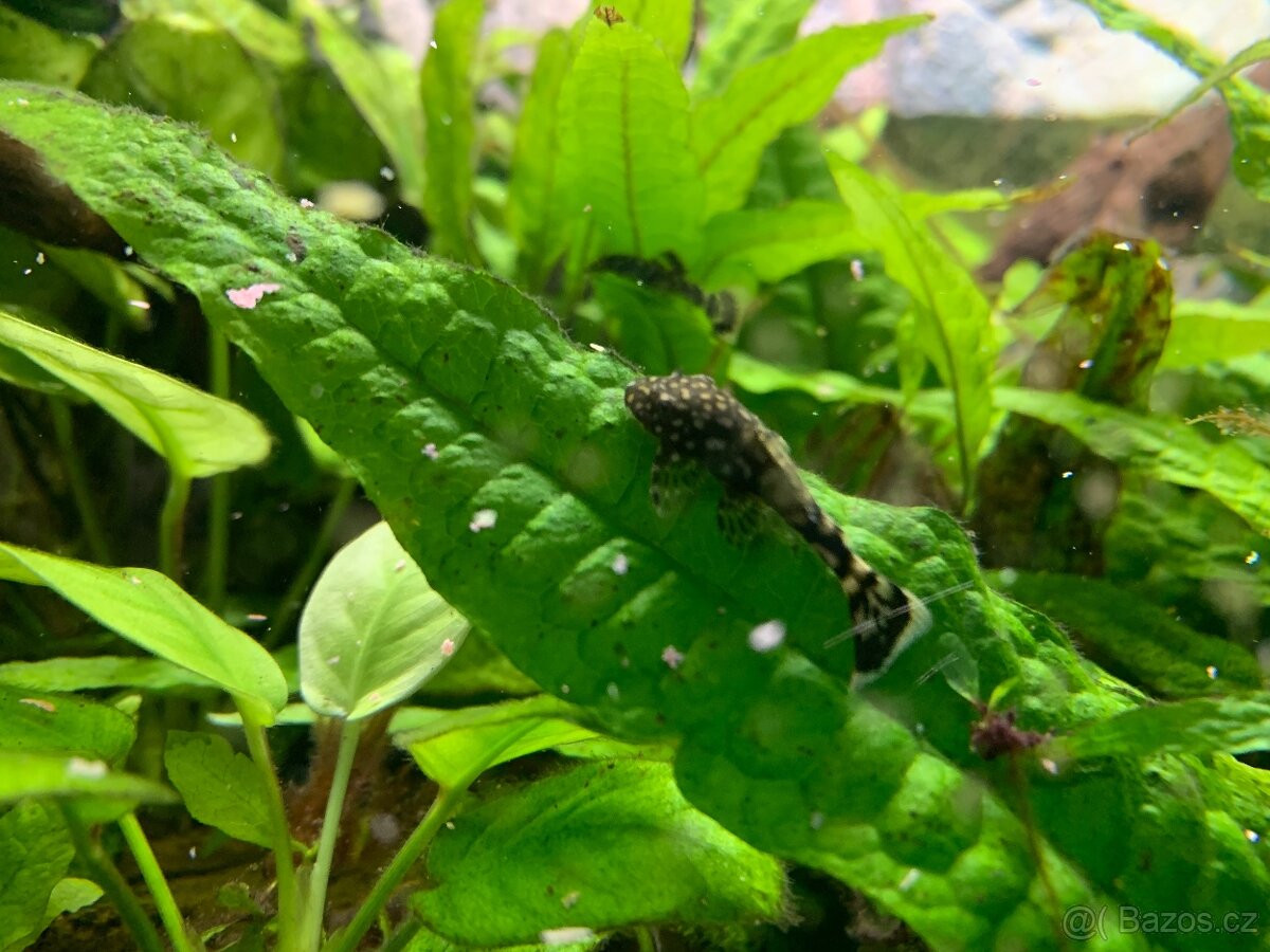 Ancitrus (krunýřovec) - 4