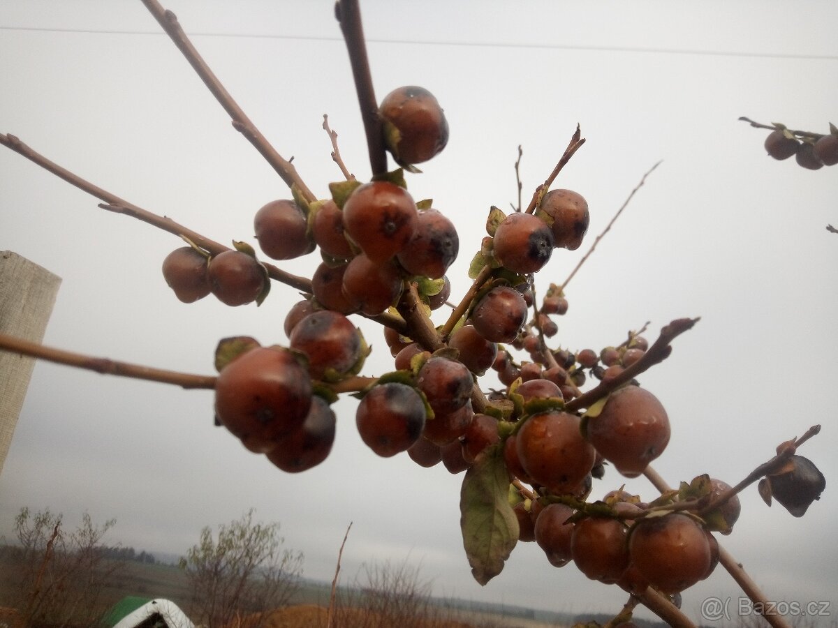 Tomel obecný - semena i sazenice - 4