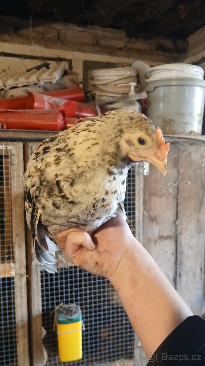Kachny kohouti křepelky - 4