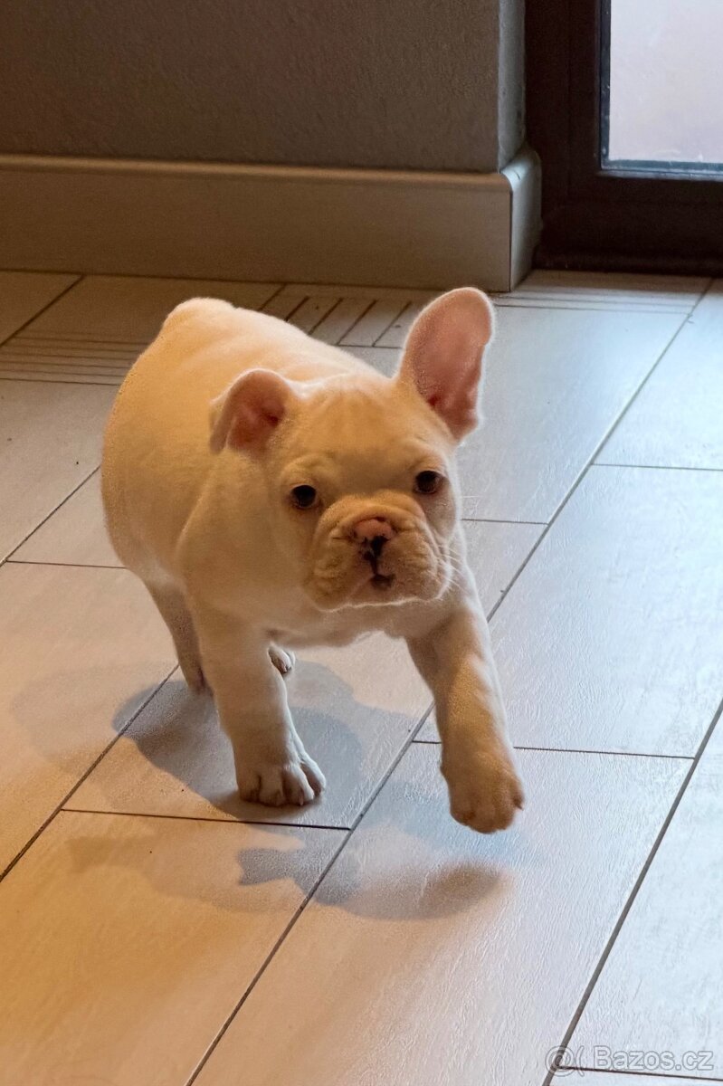 Francouzský buldoček- bila - 4
