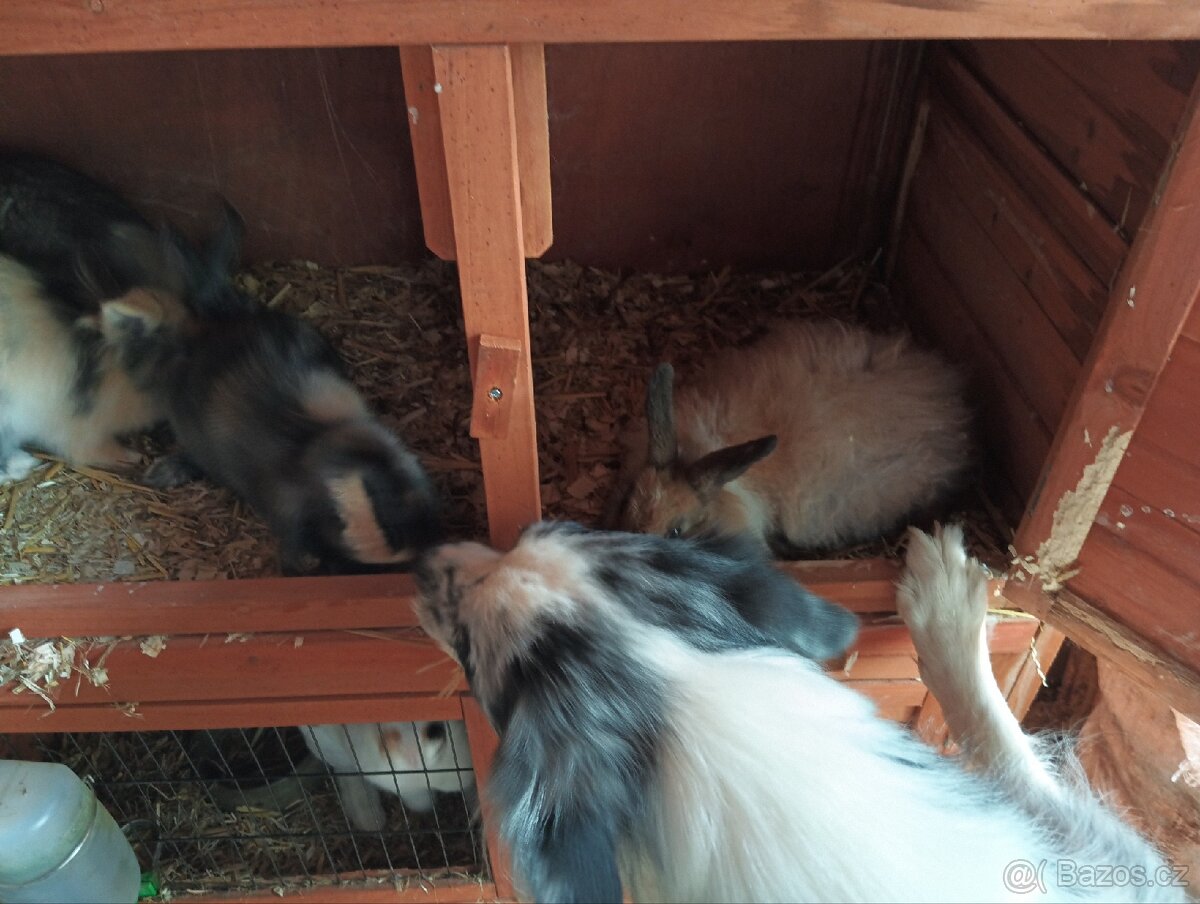 Zakrslí králíčci - 4