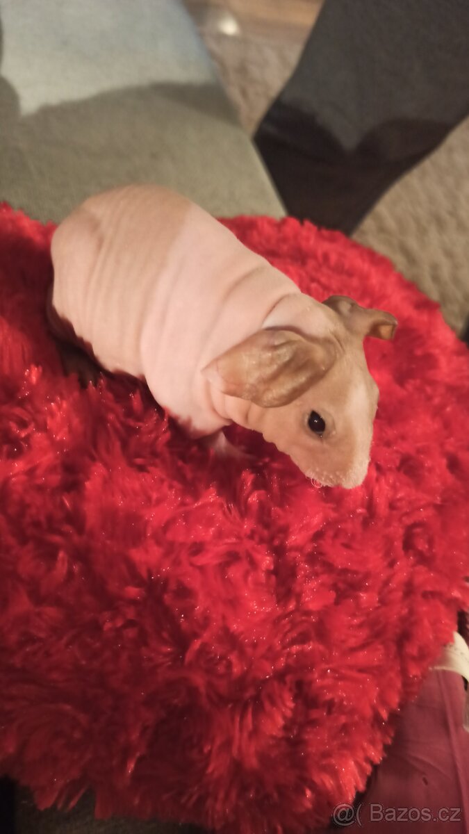 Skinny morčátka - 4