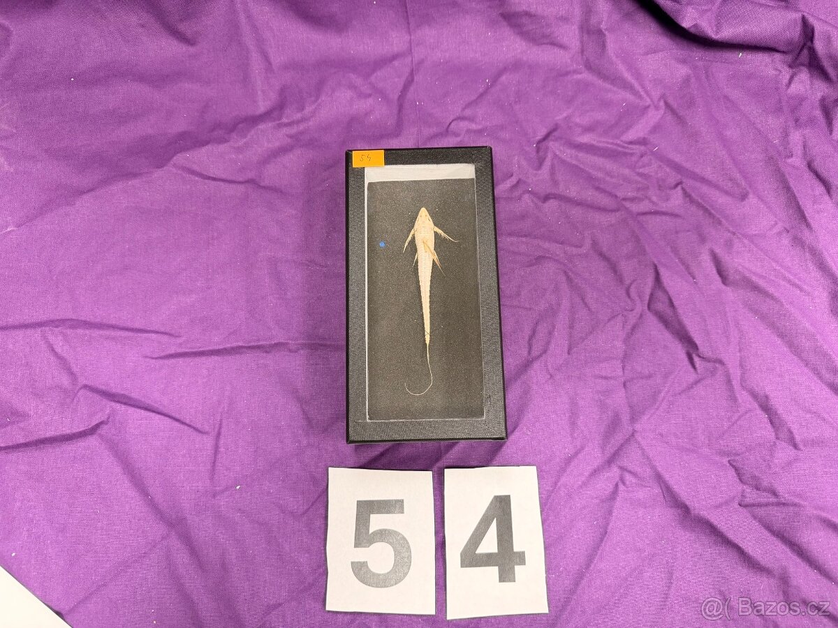 Osteologické preparáty - 4