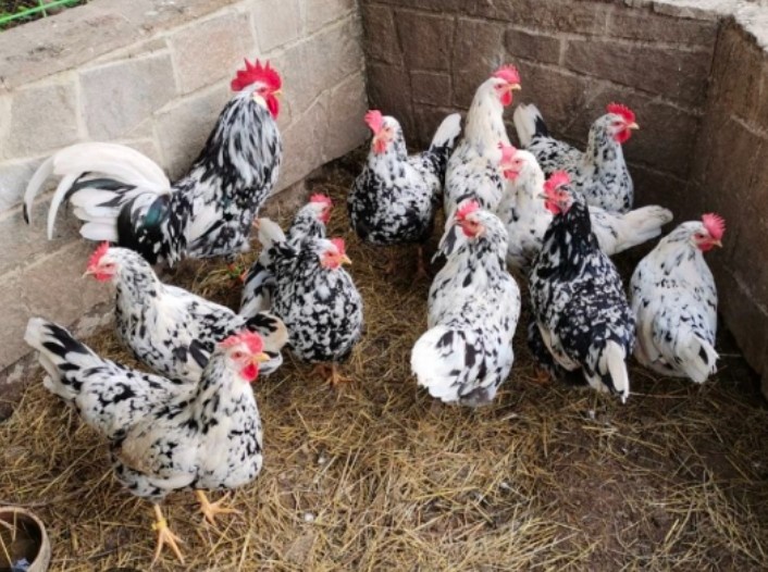 Vlaška exchequer - kohouti - 4