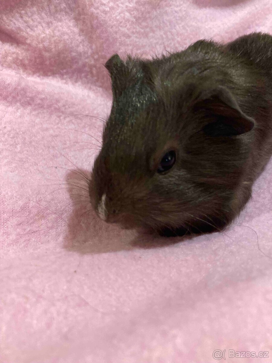 MORČATA, ZAKRSLÍ KRÁLÍCI - 4