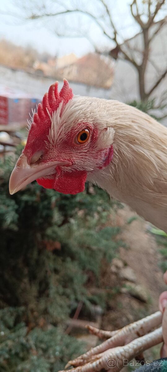 20.tydenni kohouti - 4