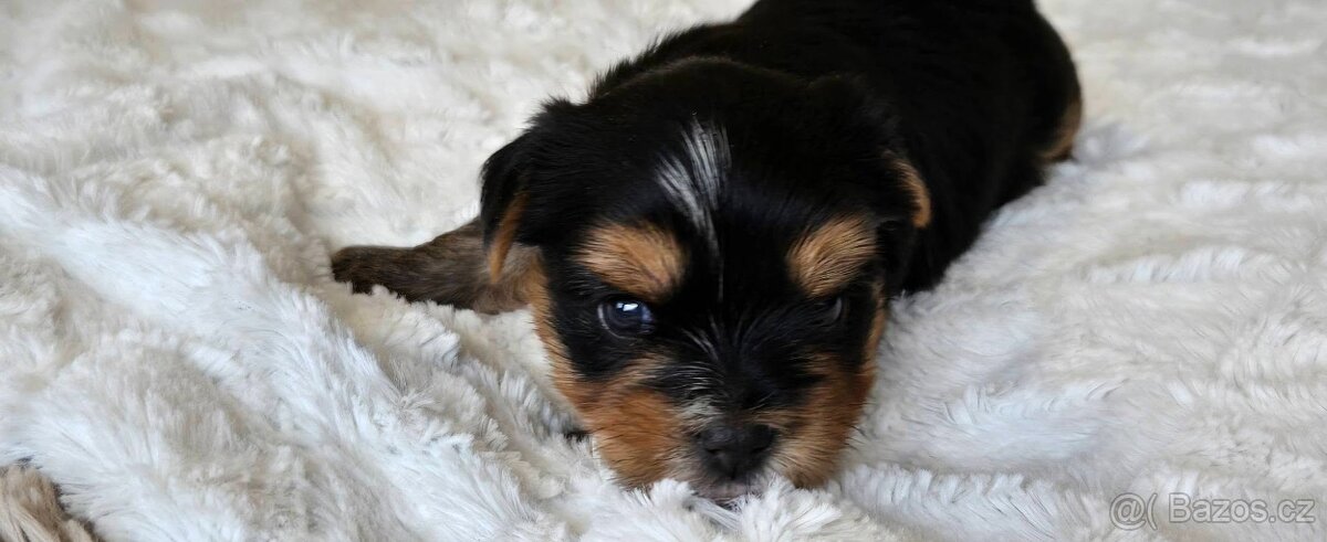 Jorkšírský teriér s FCI PP - 4