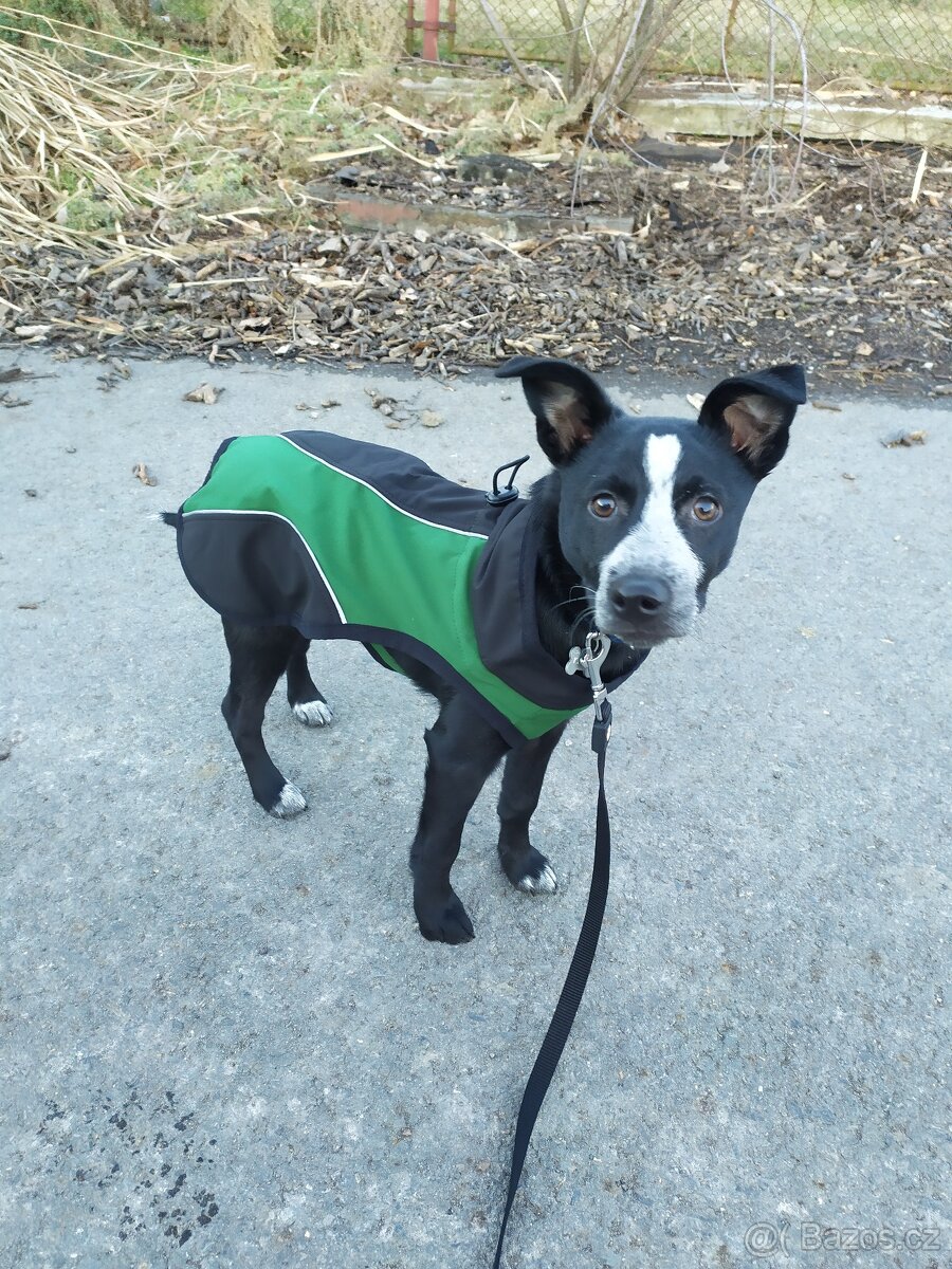 Softshell kabát pro psa s reflexními prvky (50 cm) - 4