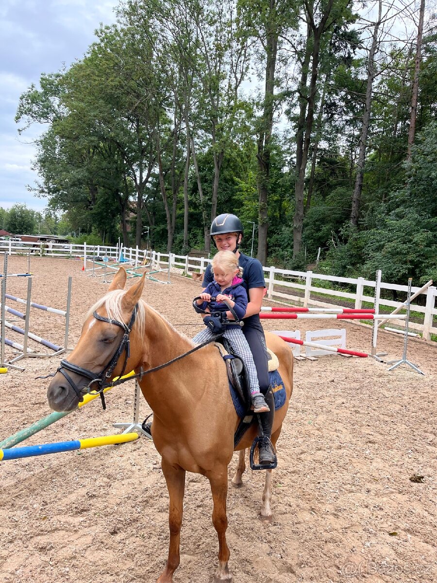 7letá klisna pony B do sportu - 4