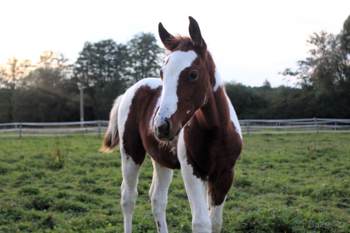 APH po Cat Prints - 4