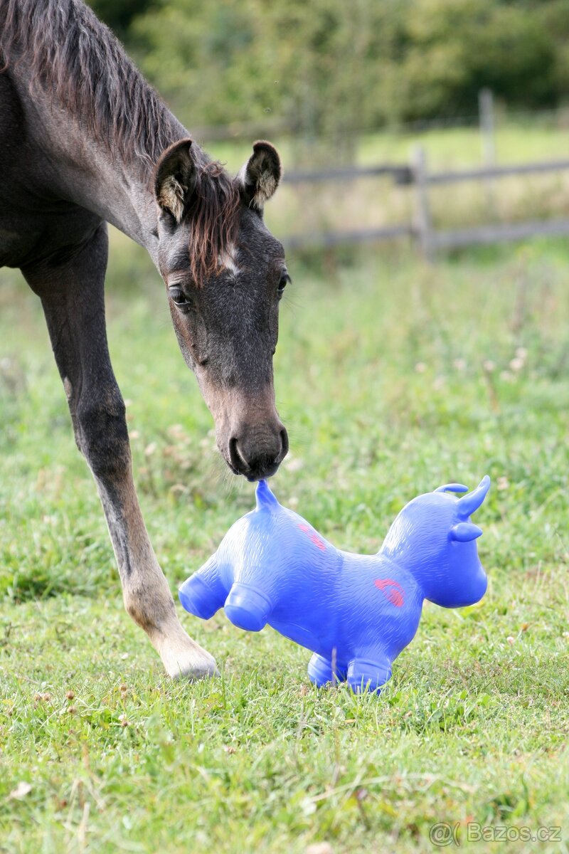 pastevní ustájení Plzeňsko - 4