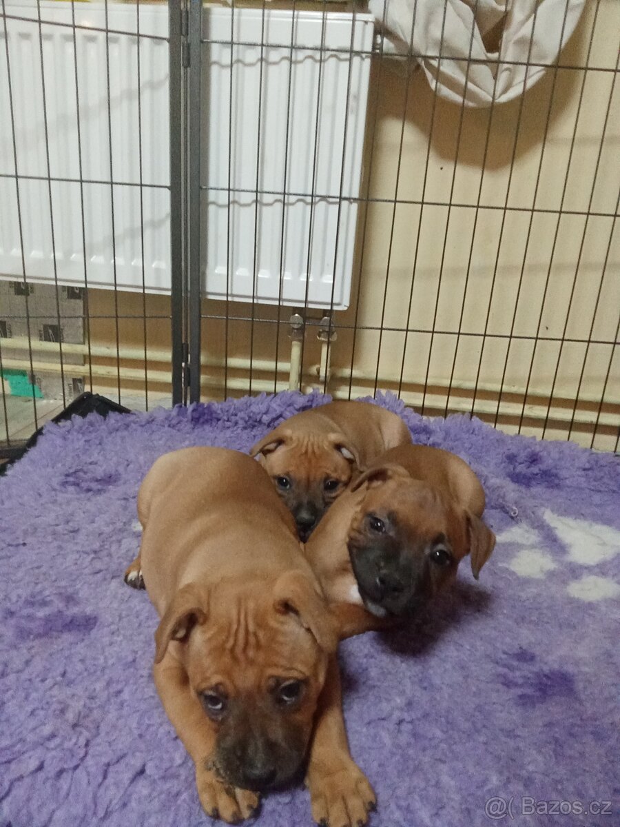 Stafordšírský bulteriér - 4