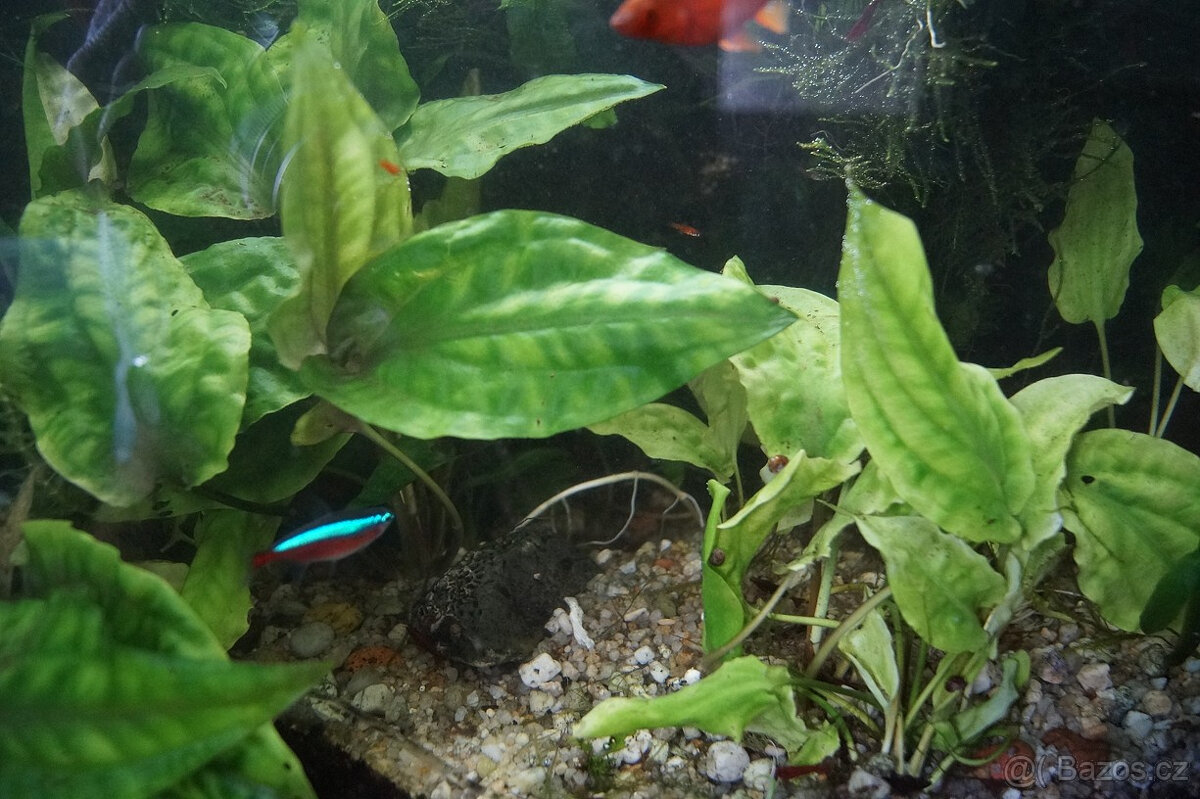 Akvarijní rostlinky - Cryptocoryne, Microsorium, Anubias - 4