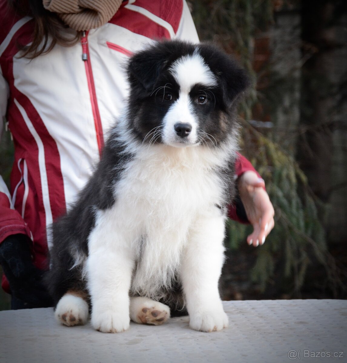 Australský ovčák s PP - 4