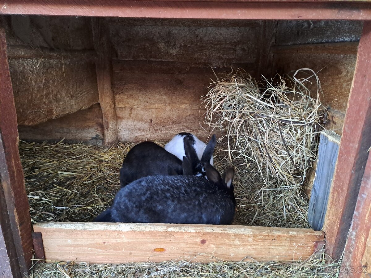 Šestikotcová králíkárna - 4