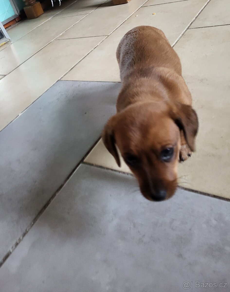 Jezevčík standard x Jezevčík trpasličí pejsek - 4