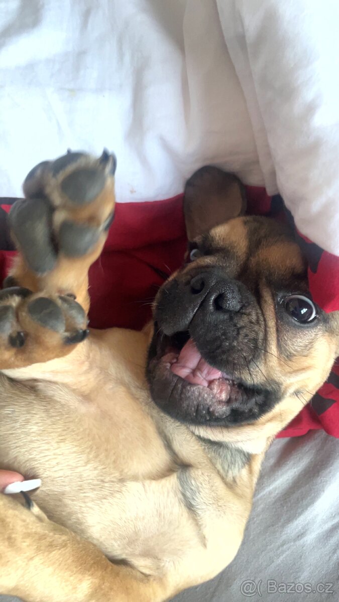 Francouzský buldoček - 4