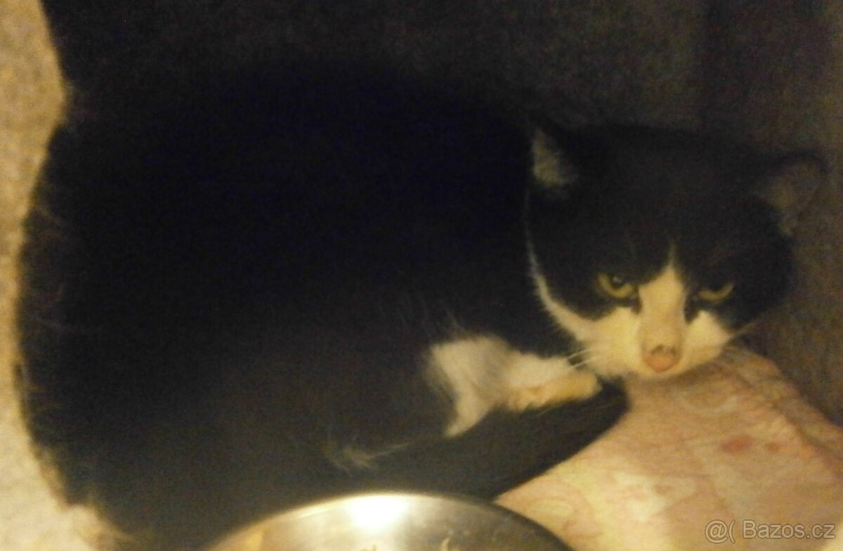 Černobílý, 3-4měsíční zatím nesmělý Toby hledá domov. - 4