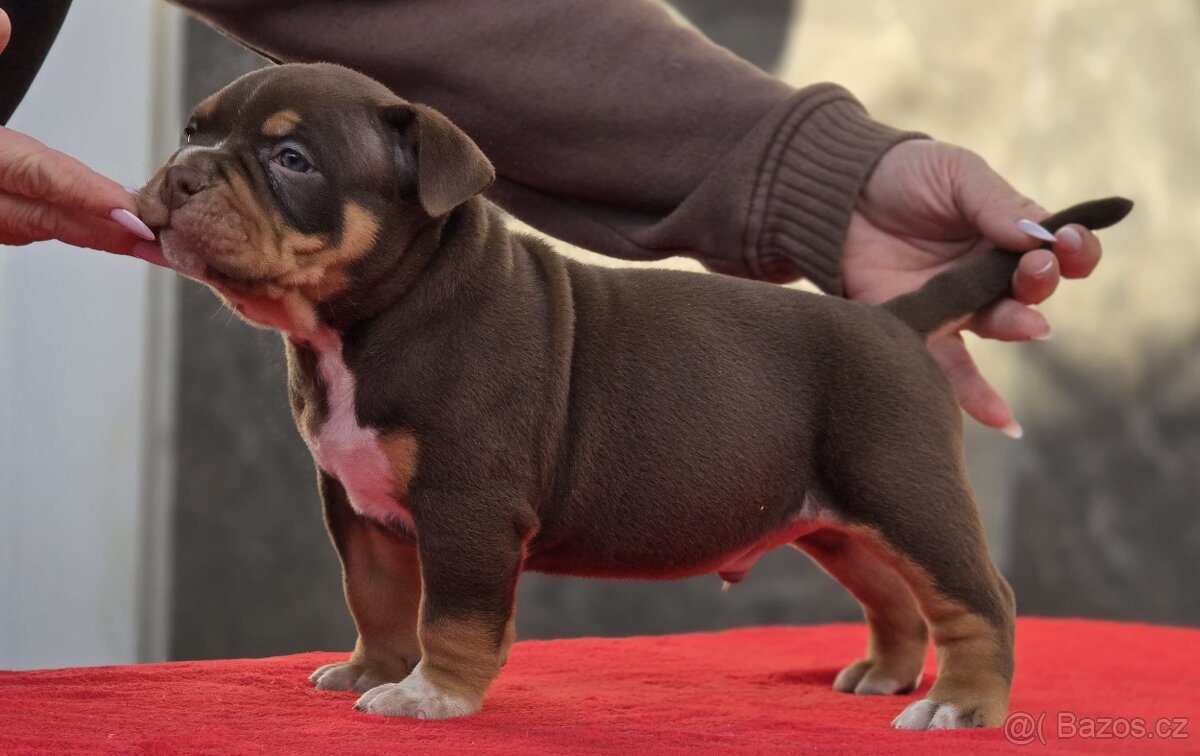 American Bully pocket - 4