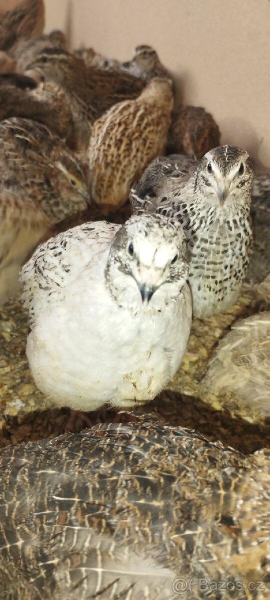 Křepelka japonská - 4