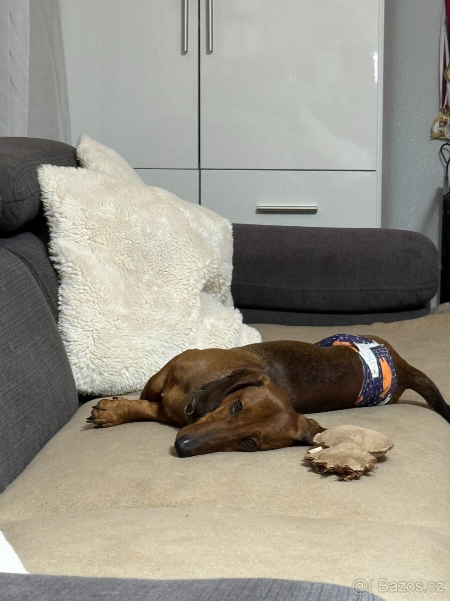 Školka pro psy, hlídání - 4