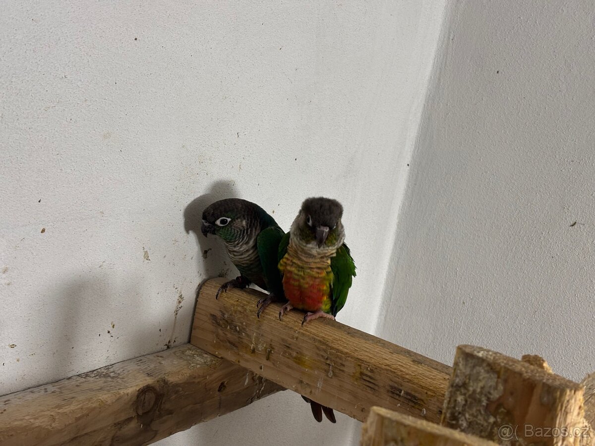 Pár pyrur zelenolicí tyrkys - 4