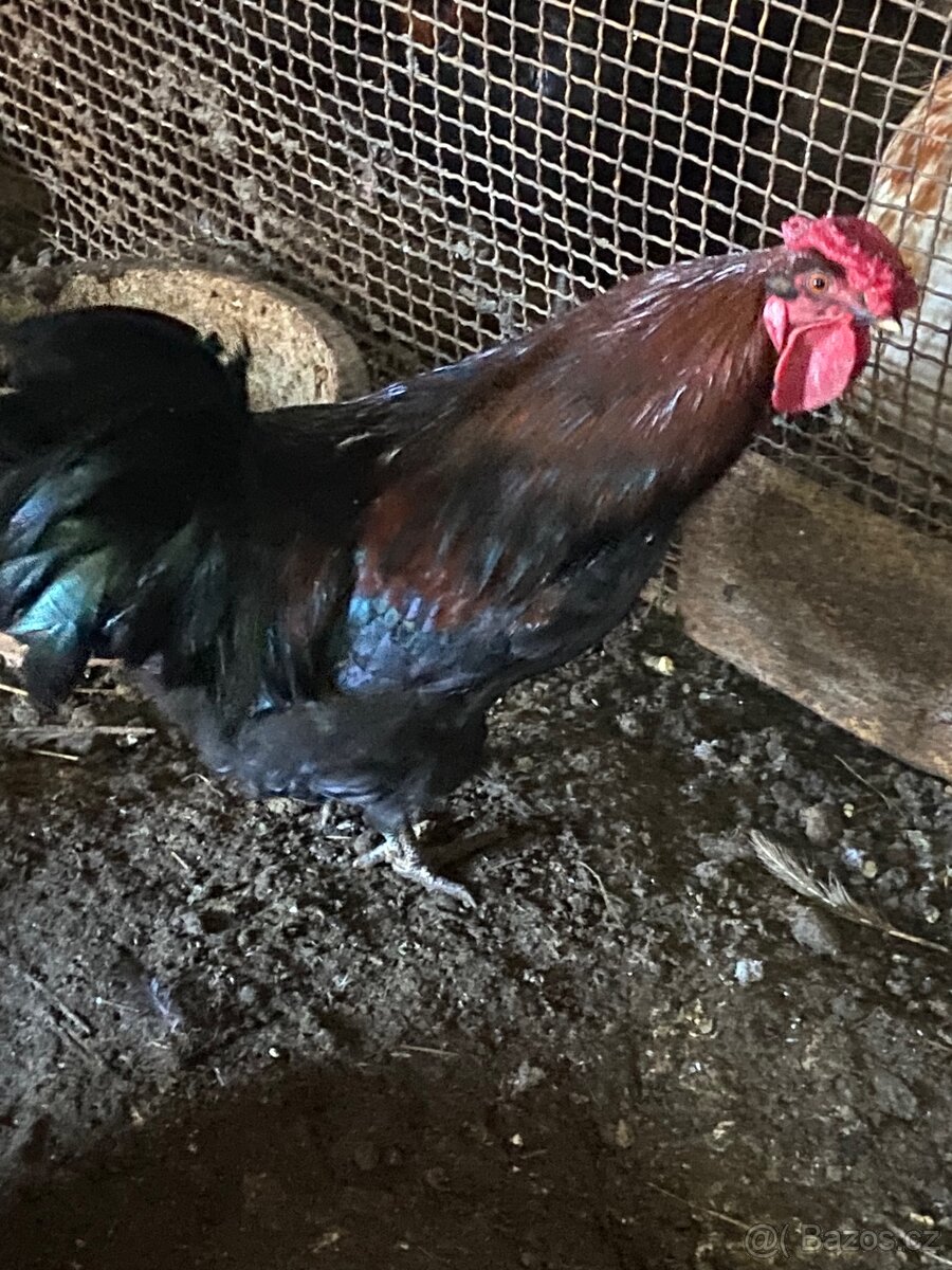 Kohout,slepice,kur domácí - 4