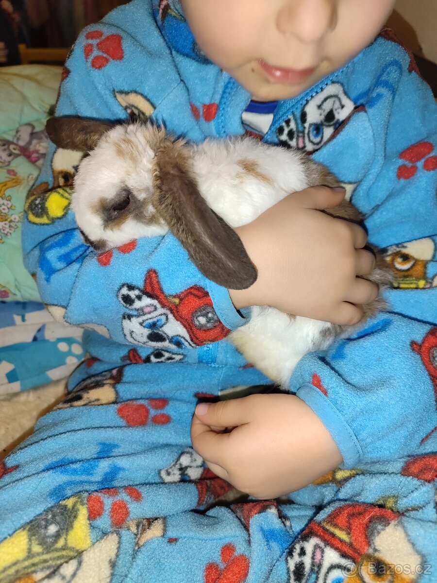 Zakrslý králík -beránek - 4