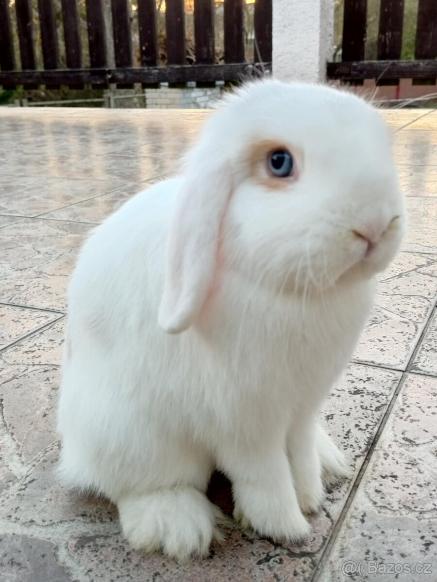 Volná samička - Anglický Zakrslý Beránek MiniLop🍑🧡🤍 - 4