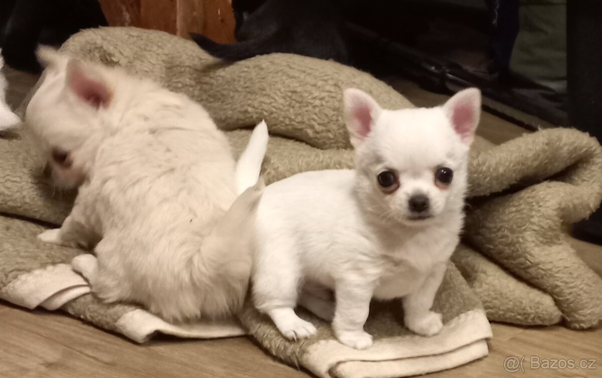 Maltézský psík - maltézáček- pejsek - 4