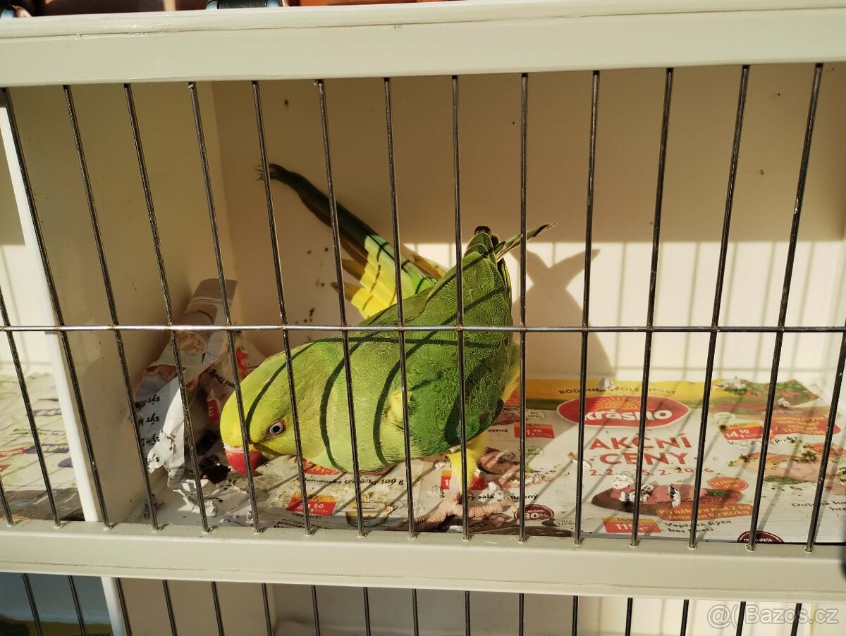 Alexandr malý HO - 4