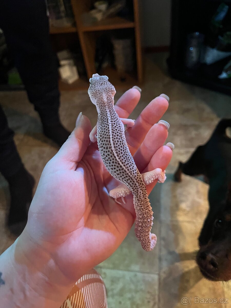 Gekončík noční - 4