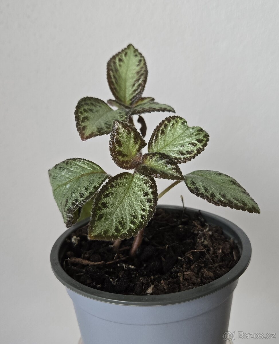 Episcia cupreata sadička - 4