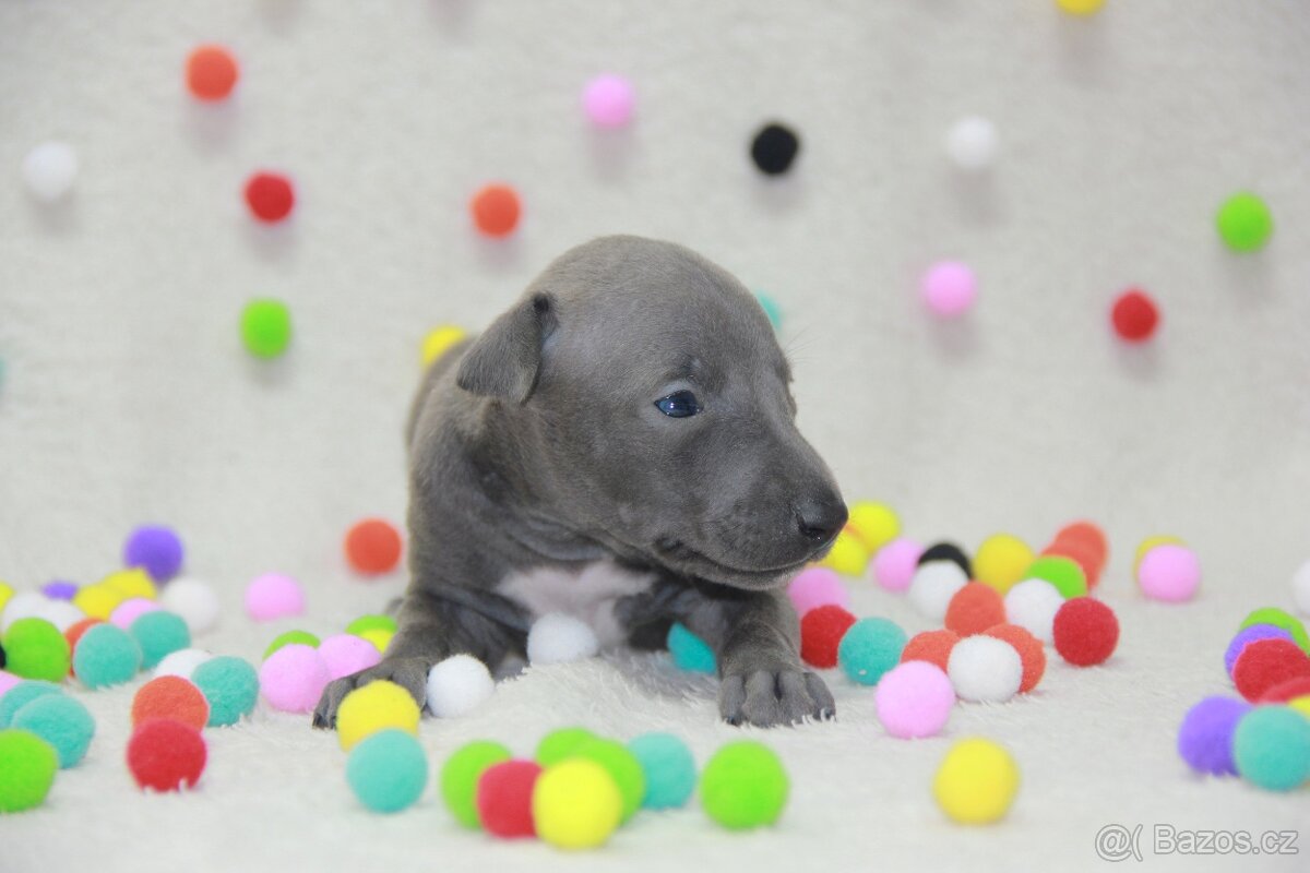 Italský chrtík - 4