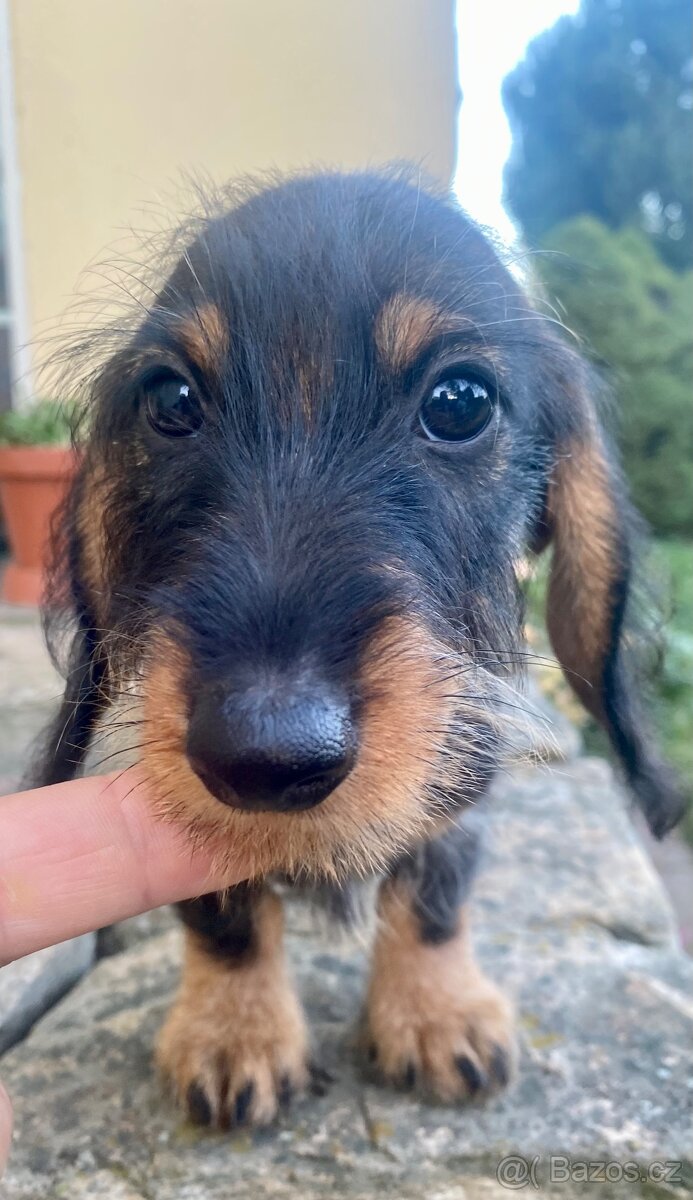 Jezevčík drsnosrstý trpasličí/ králičí - 4