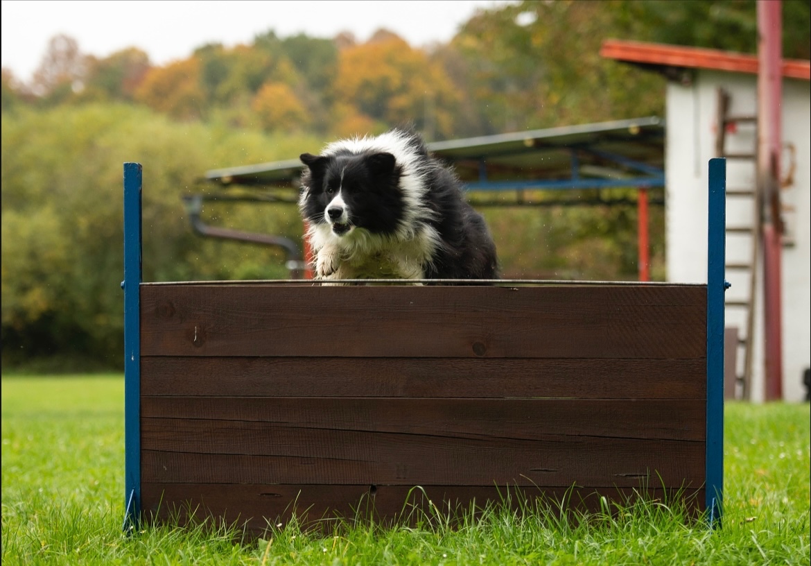 Border Kolie - ke krytí - 4