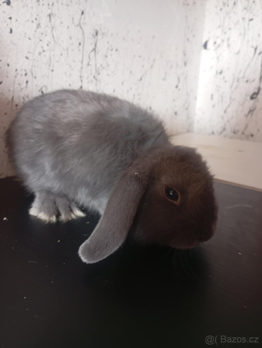 Zakrslí králik - 4