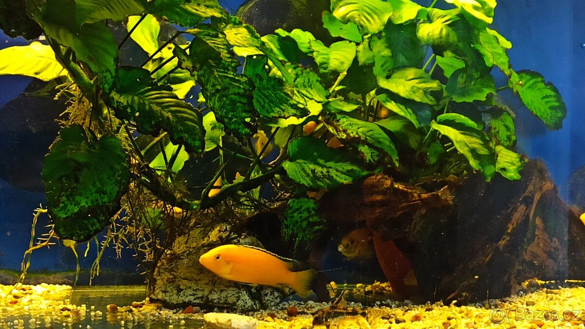 Labidochromis Yellow - 4