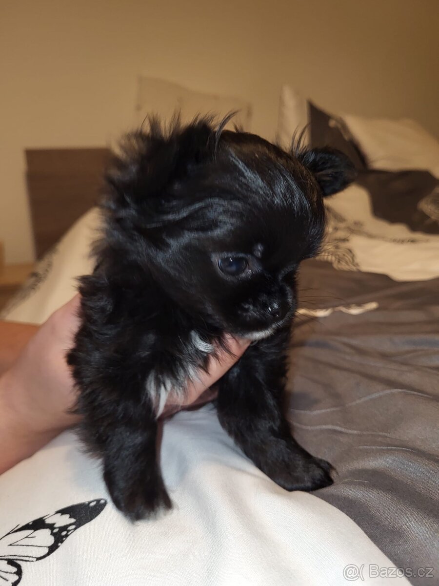 Čivava štěně - 4