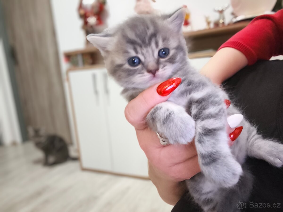 Predám Britské mačiatko - 4