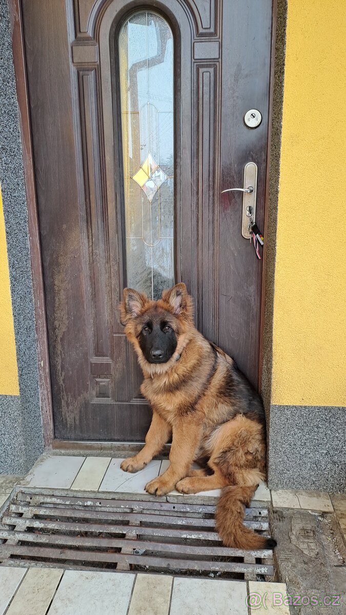 Německý ovčáķ - 4